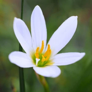 Easy to Grow Rain Lily White 12 Plant Bulbs, Summer Fall Flowers - Picture 1 of 2