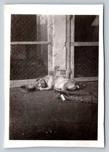 Snapshot b&w Nazi Concentration Camp Guard Dog Somber Message on photo back - Picture 1 of 2