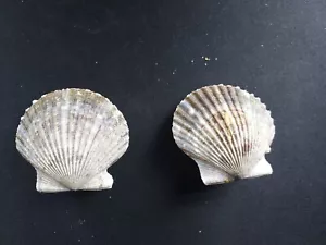#B7 2 attractive sets of clam shells, approx. 53mm each - Picture 1 of 3