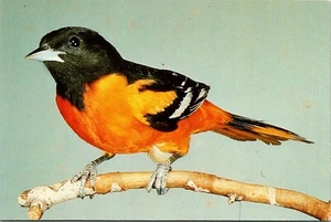 Foto postal Northern "Baltimore" Oriole Bird CH Greenwalt UNP cromada - Imagen 1 de 2