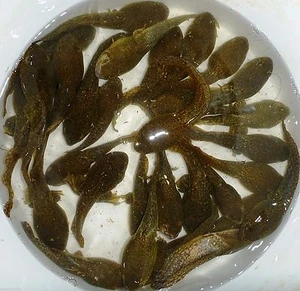 200 Lot Live Bullfrog Tadpoles-For Koi and Goldfish Pond PKF - Picture 1 of 6
