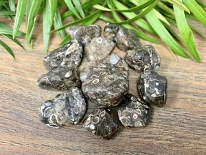 1/2 lb Turitella Agate Tumbled Stones Crystal Therapy Gemstone Specimen Reiki. - Picture 1 of 7