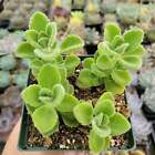 Plectranthus Tomentosa - Vicks Plant
