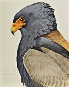 1927-30 Sonderveröffentlichung Louis Fuertes Bateleur Adler Druck Abessinier Vögel - Bild 1 von 8