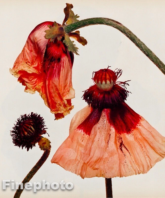1968/80 复古 IRVING PENN 植物花罂粟花 KROMEKOTE 照片艺术 12x16 — 第 1/1 张图片