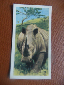 GB Brooke Bond "Wildlife in Danger" 1963 tea-card No.12 'White Rhinoceros'.