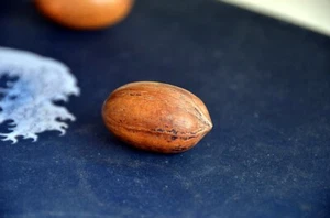 Antikes Netsuke in Form von Pekannuss ペカン signiert von 太倉. - Bild 1 von 3