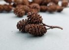 100 Alder Pine Cones tiny pinecones Crafts Miniature Christmas Decor Potpourri