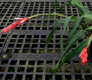 Pitcairnia heerdeae-rare, spineless Colombian terrestrial bromeliad, great bloom - Picture 1 of 5