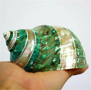 7-11cm Natürliche Muschel Conch Fluoreszierend Turbo marmoratus Muscheln Dekor - Bild 1 von 5