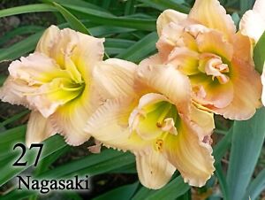 Hemerocallis daylily "Nagasaki " rizoma. giglio bulbo