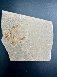 Fossil fish - Aipichthys velifer - Lebanon - Cretaceous - no restoration - Picture 1 of 6