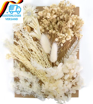 MIKIHAT Trockenblumen Zum Basteln Natürliche Getrocknete Blumen Set Weiß Stil DIY Gemisc
