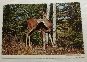 Deer In The Northland. Postcard (K2) - Picture 1 of 2