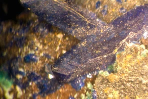 Azurita: Bisbee, Arizona, KILLER VINTAGE MICROMOUNT - Imagen 1 de 5