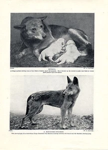 AUSTRALIAN DINGO DOGS OLD ORIGINAL DOG PRINT PAGE FROM 1934 - Zdjęcie 1 z 1