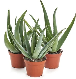 5"-10" Aloe Vera Live Plant Organic Rooted Succulent Pups Flowering Barbadensis  - Picture 1 of 4