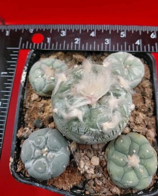 ariocarpus astrophytum aztekium Fri-cii Superwhite Yatagai Damaged 5 Pack - Image 1 of 4