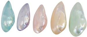 10 pares de conchas teñidas Minnow bolsa de conchas marinas artesanales a granel 2" (juego de 10) - Imagen 1 de 1