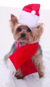 Santa Hat and Scarf Pet Dog Cat Christmas Costume Accessory - Picture 1 of 1