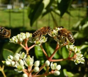 Tetradium daniellii / Abeja (Evodia hupehensis) - 250 semillas + regalo - Imagen 1 de 5