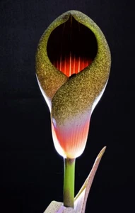 Amorphophallus dracontioides . Rare Voodoo Lily. 3cm wide tuber. Aroid - Picture 1 of 8