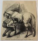 1877 Magazine Engraving~ A Horse Who Knew Where The Shoe Pinched