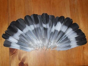 30 PIGEON TAIL FEATHERS 6" to 7 " FLY TYING ART.FLORAL DISPLAY,HAIR,JEWELLERY - Picture 1 of 3