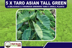 5 X Taro Asian Tall Green a Delicious & Vigorous Growing Taro 5 Small Plants - Picture 1 of 7