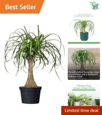 14-20 in Ponytail Palm Bonsai: Air Purifying, Easy Care, Perfect Gift for Home - Image 1 of 4