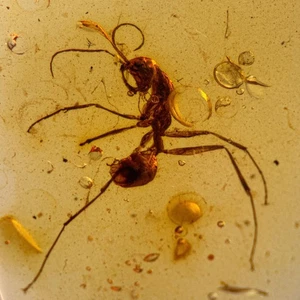 HELL ANT Haidomyrmex in Burmese / Burmite amber fossil / 100% genuine amber  - Picture 1 of 5