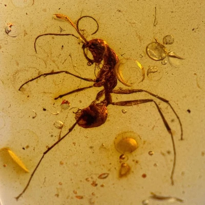 HELL ANT Haidomyrmex in Burmese / Burmite amber fossil / 100% genuine amber  - Image 1 of 4