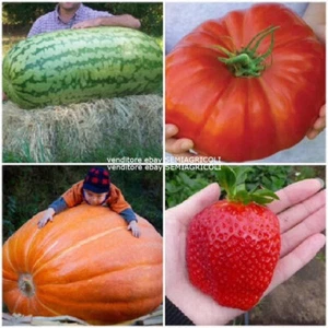 130 SEMI DA GIARDINO GIGANTI (FRAGOLA, POMODORO, ANGURIA, ZUCCA) + OMAGGIO - Foto 1 di 1