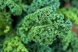 Dwarf Blue Curled Scotch Kale Seeds, NON-GMO, Blue Vates, FREE SHIPPING - Picture 1 of 2