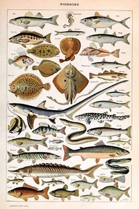Adolphe Millot Vintage Ocean Fish Print, French Natural History Wall Art Poster - Picture 1 of 3