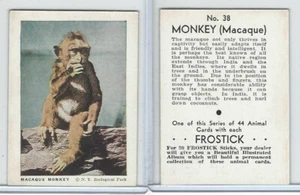 F55 Frostick, Tierkarten, 1933, #38 Makaken Affe - Bild 1 von 1