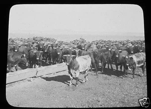 Glass Magic lantern slide PURE BREAD FROM BRITISH STOCK C1910 ARGENTINA COWS - Picture 1 of 2