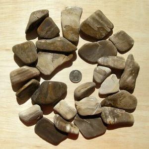 Lote de 2 libras de piedras y rebanadas de madera petrificada mezcladas rocas naturales caídas no pulidas - Imagen 1 de 6