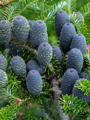 Zwerg-Koreatanne 'Molli' | Abies koreana 'Molli' - Bild 1 von 4