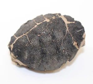 Krabbe, Zanthopsis leachi, Tertiär, Eozän, Minster, Isle of Sheppey, UK -eb8846 - Picture 1 of 7