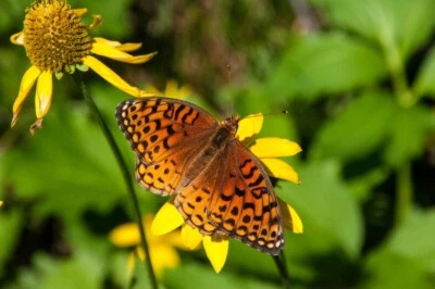 VARIEGATED FRITILLARY BUTTERFLY,  Photo Art Print (Borderless) Poster 19x13" - Image 1 of 2