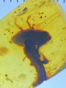 Seltenes prähistorisches Monsterinsekt 🙂 ausgestorbenes Fossil echter burmitischer Bernstein, 98myo - Bild 1 von 7