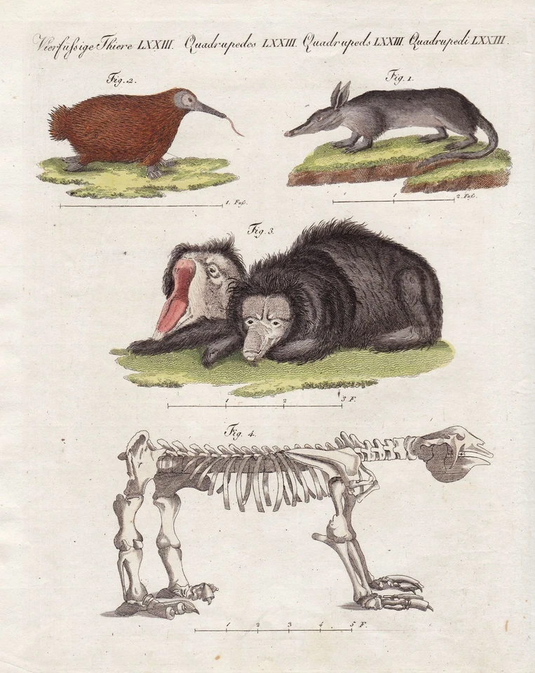 sloth sloths Ameisenbär Faultier anteater Bertuch Kupferstich engraving 1805 - Bild 1 von 1