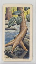 1968 Brooke Bond Red Rose Trees of North America Tea Yellow Birch #25 0f8