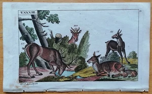Wilhelm Originaldruck Koloriert Reh Hirsch 2 Drucke - 1792 - Bild 1 von 2