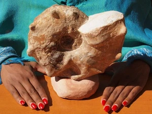 Huge Ammonite Fossil Sea Shell Morocco Cambrian Period 485 Million Years Old - Picture 1 of 5