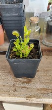 PIANTE CARNIVORE- DIONAEA MUSCIPULA PIANTE NO SEMI SPEDITE CON VASO