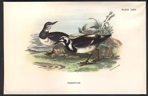 Original Chromo-Litho VOGELDRUCK 19. Jahrhundert: DREHSTEIN. Sehr guter Zustand. Kostenloser Versand UK - Bild 1 von 1