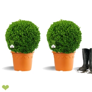 2 Stück Buchsbaum Kugel 35-40cm o. Topf  - Frisch getopft - optisch identisch - Bild 1 von 12