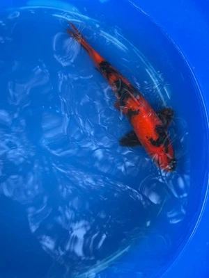 Importación japonesa Hi Utsuri Koi 9 pulgadas Foto 1 de 4